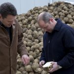 jan boer en frank vanaert van equans kijken naar een doorgesneden knolselderij