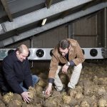 Jan Boer en Frank Vanaert van Equans Refrigeration staan op de bewaring van knolselderij met de koelinstallatie op de achtergrond waarbij condensdrogen een belangrijke rol speelt