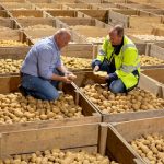 bart nemegheer en een equans medewerker bekijken de kwaliteit van een aardappel die bewaard is met een condensdroger