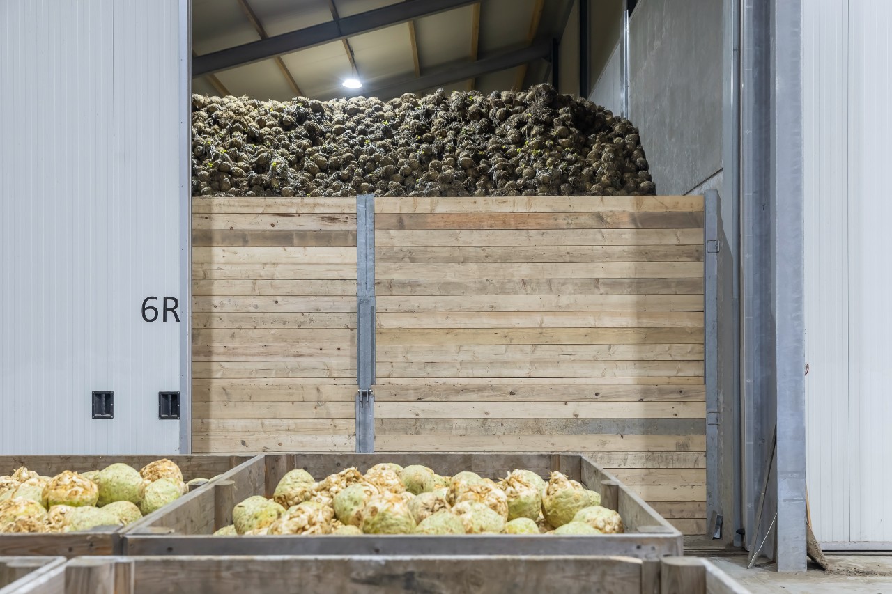 een bewaarcel staat open en heeft knolselderij bijna tot het dak van de loods liggen